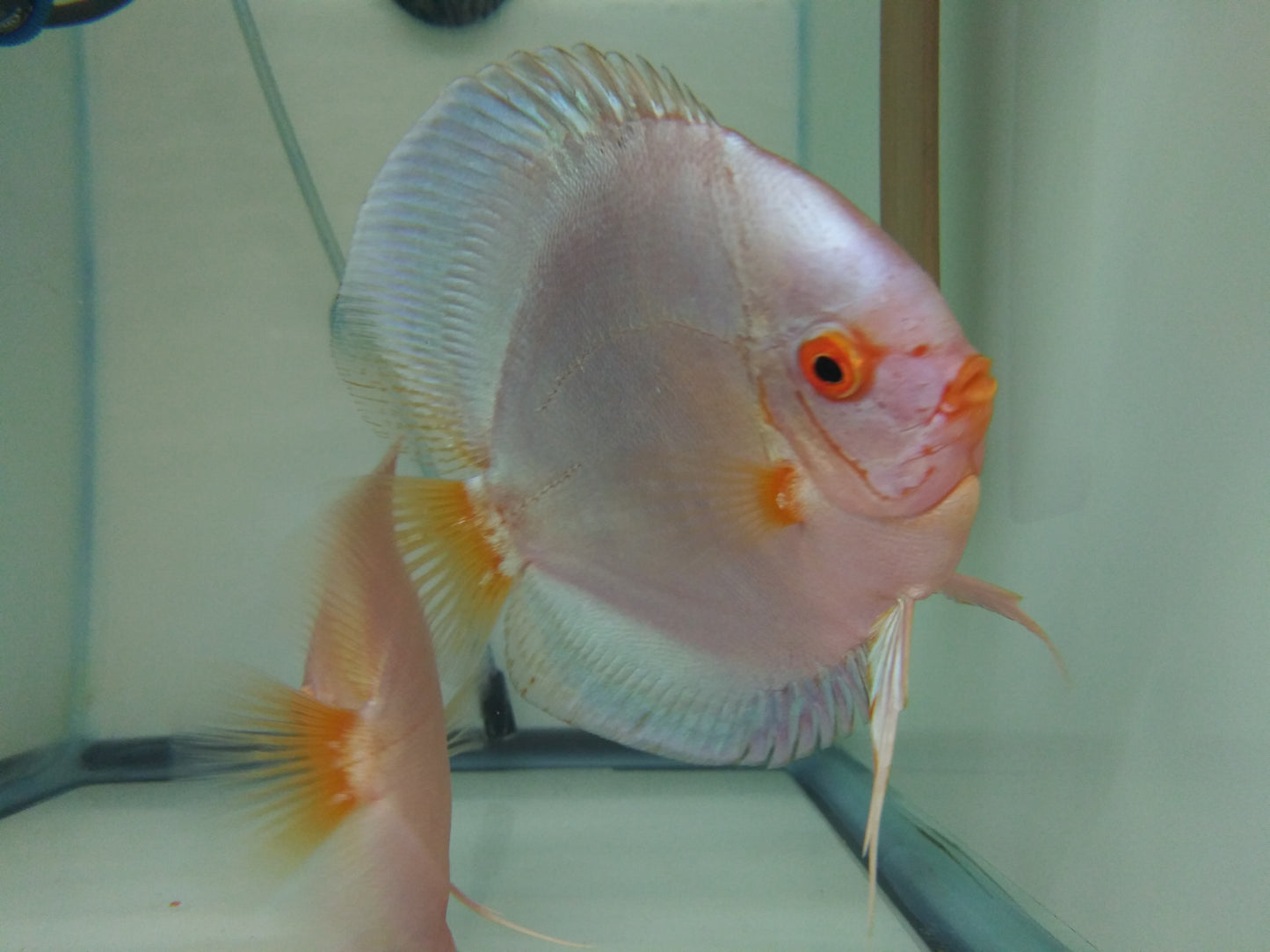 Discus Blue Diamond mix