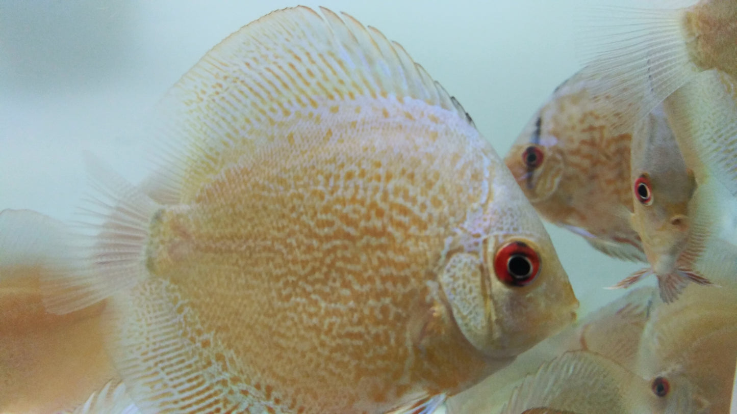 Discus Blue Diamond mix