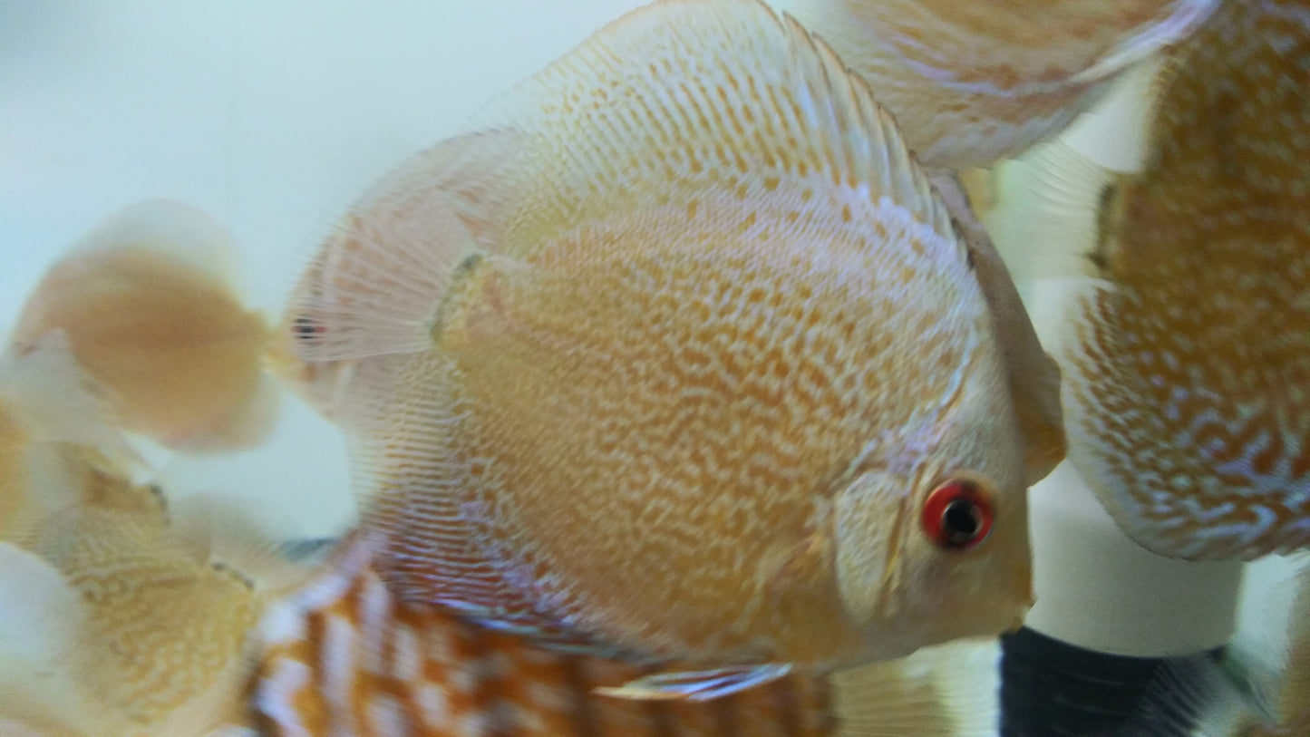 Discus Blue Diamond mix