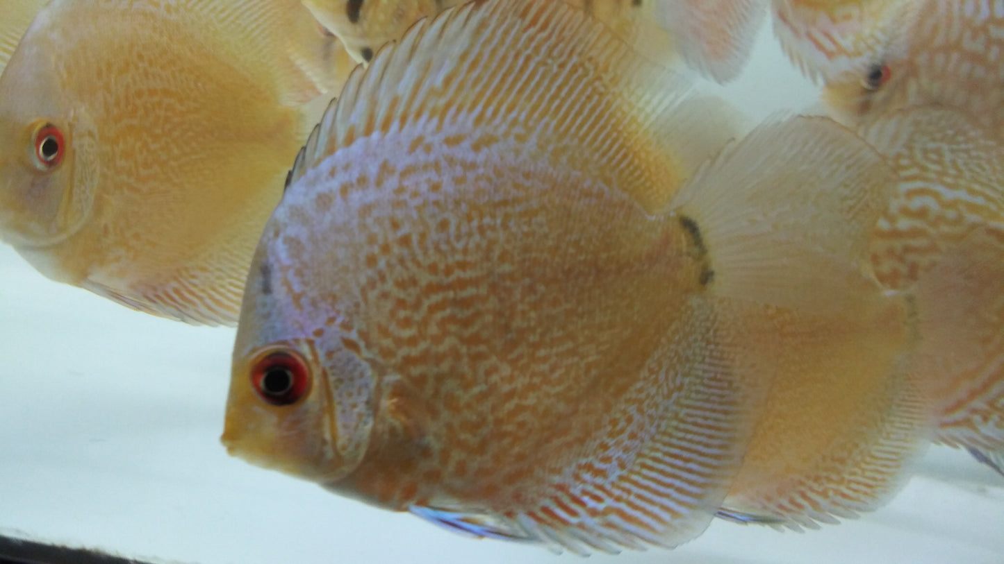 Discus Blue Diamond mix