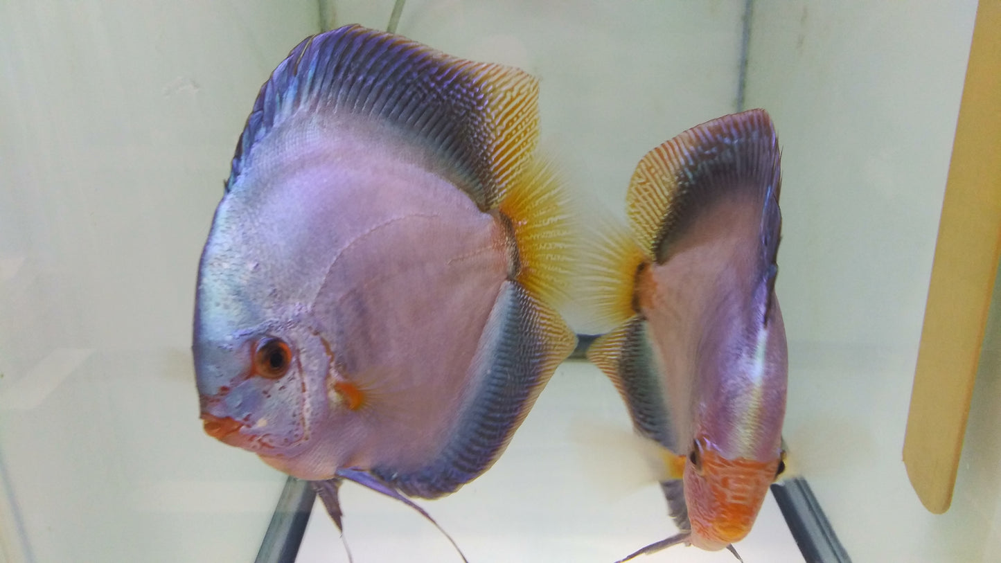 Discus Blue Diamond mix