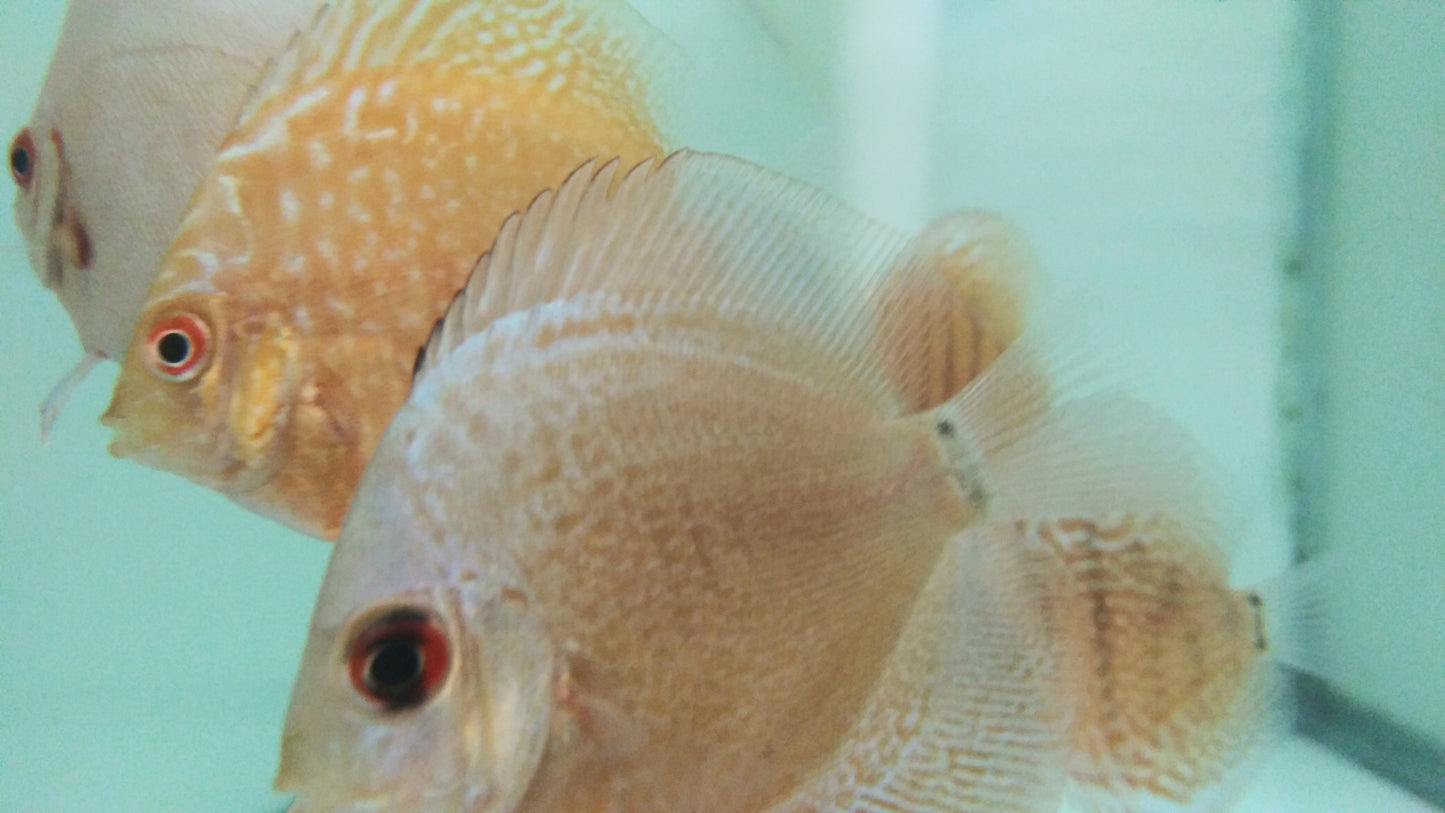 Discus Blue Diamond mix