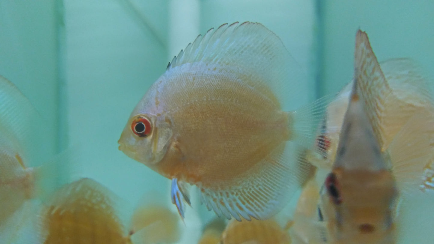 Discus Blue Diamond mix