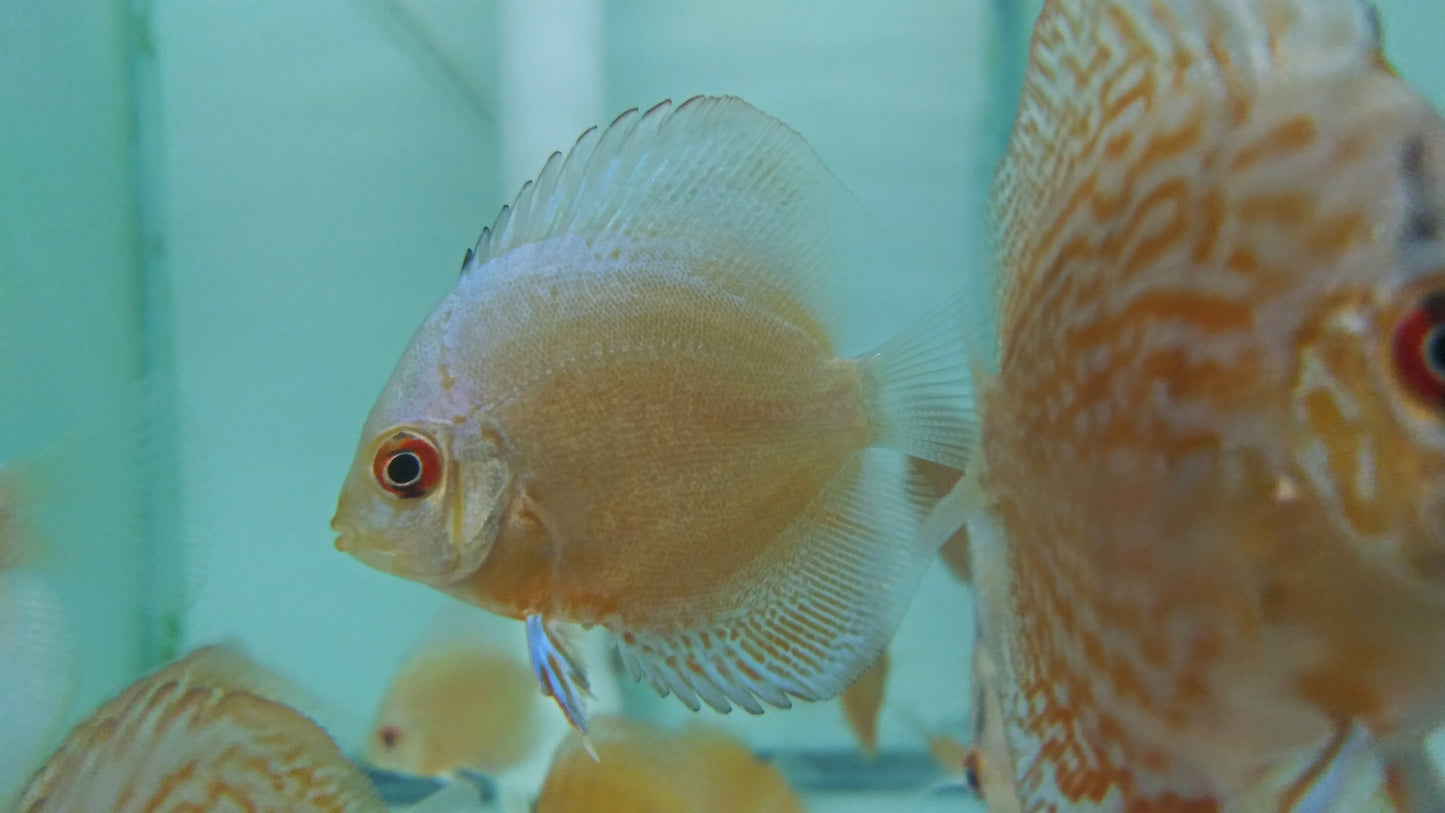 Discus Blue Diamond mix