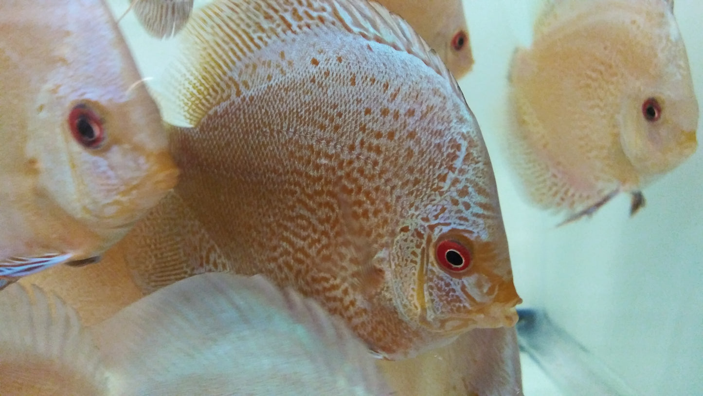 Discus Blue Diamond mix