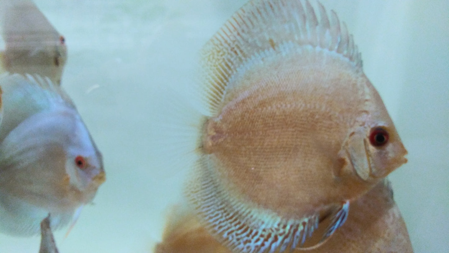 Discus Blue Diamond mix