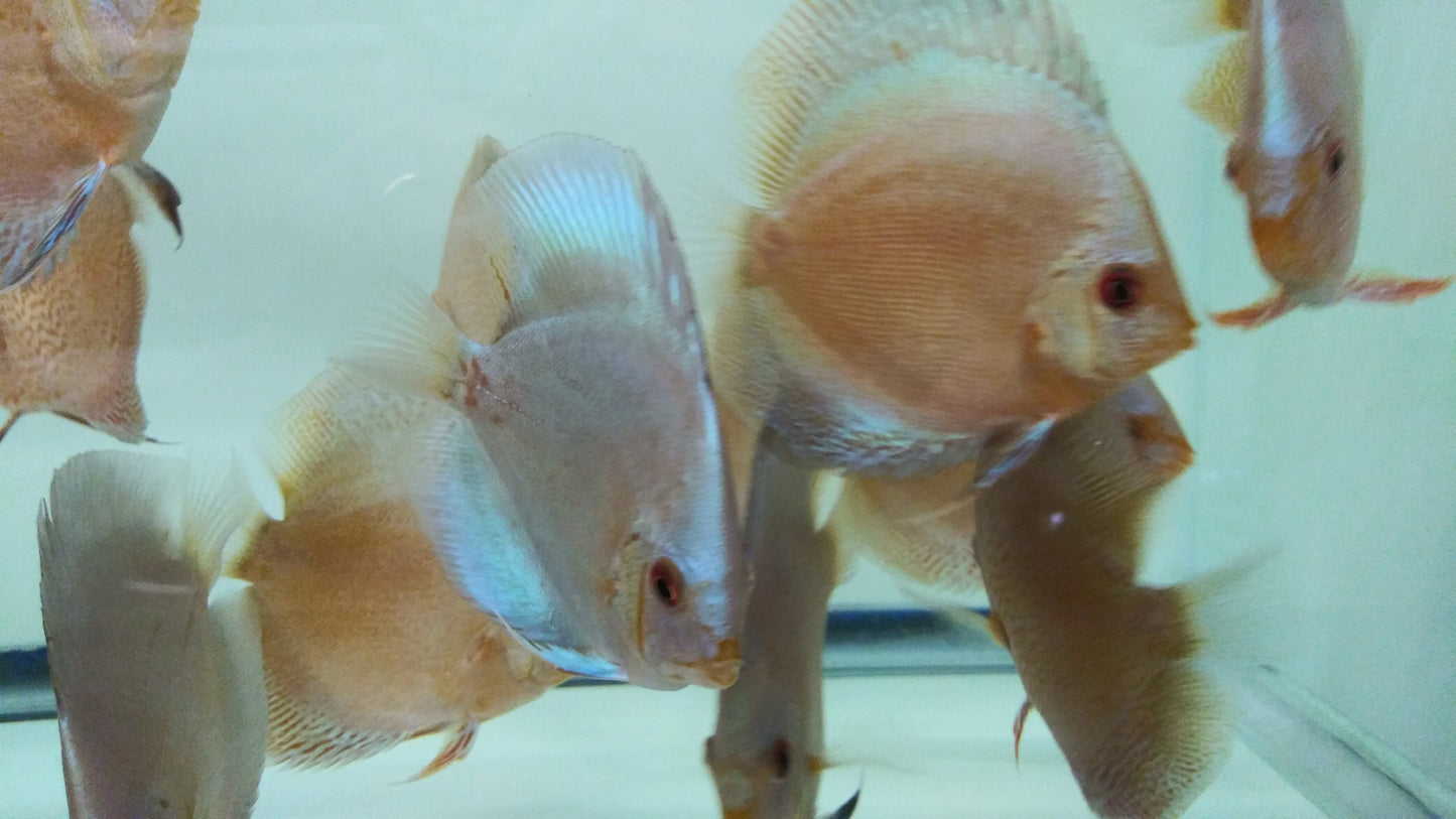 Discus Blue Diamond mix