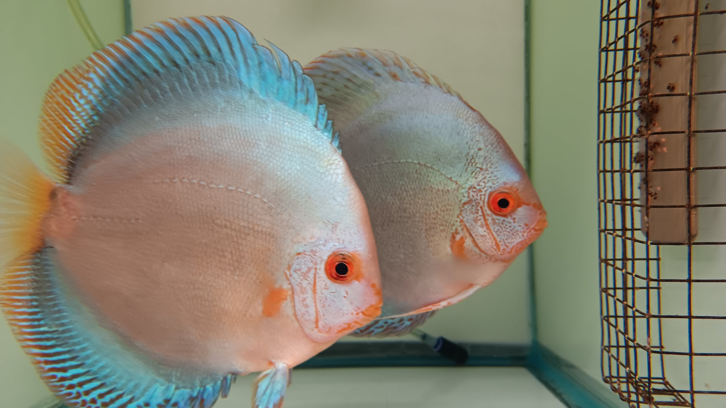 Discus Blue Diamond mix