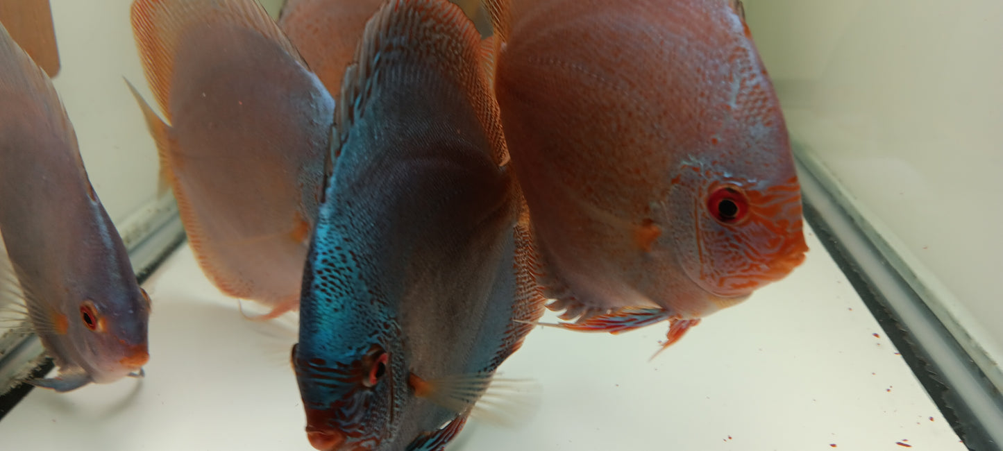 Discus Blue Diamond mix