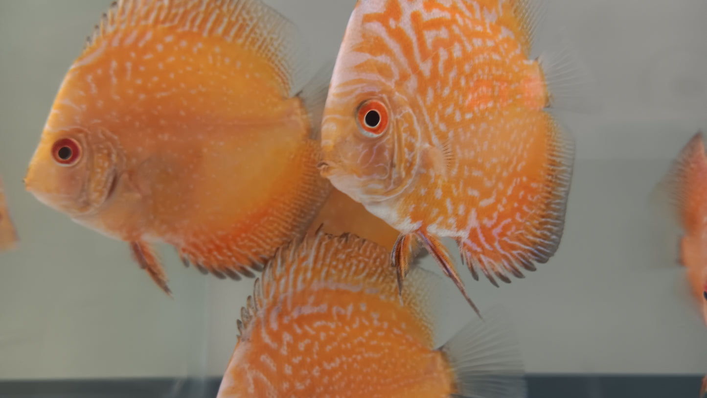 Discus Pigeon Blood snake skin