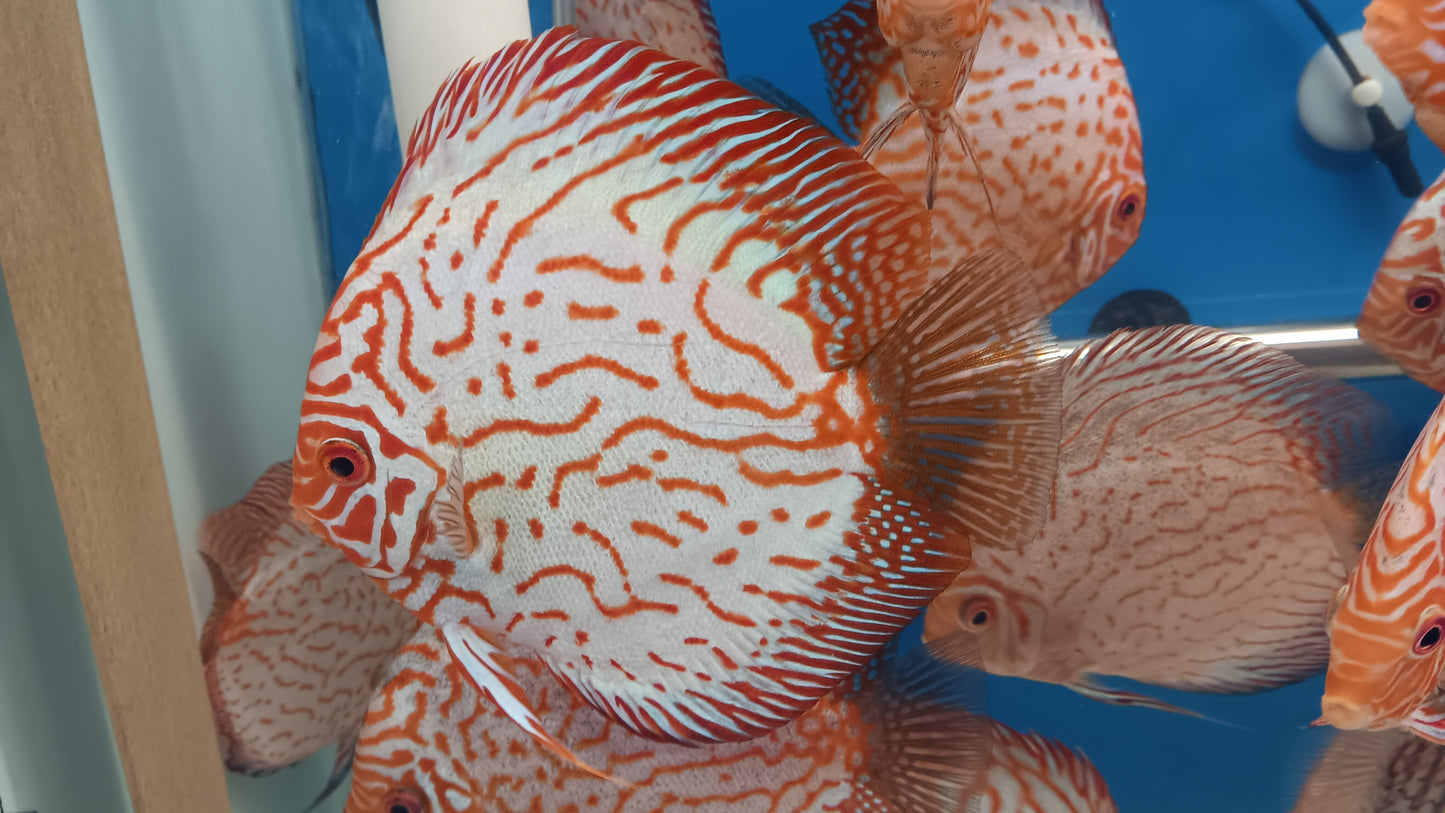 Discus Pigeon Blood