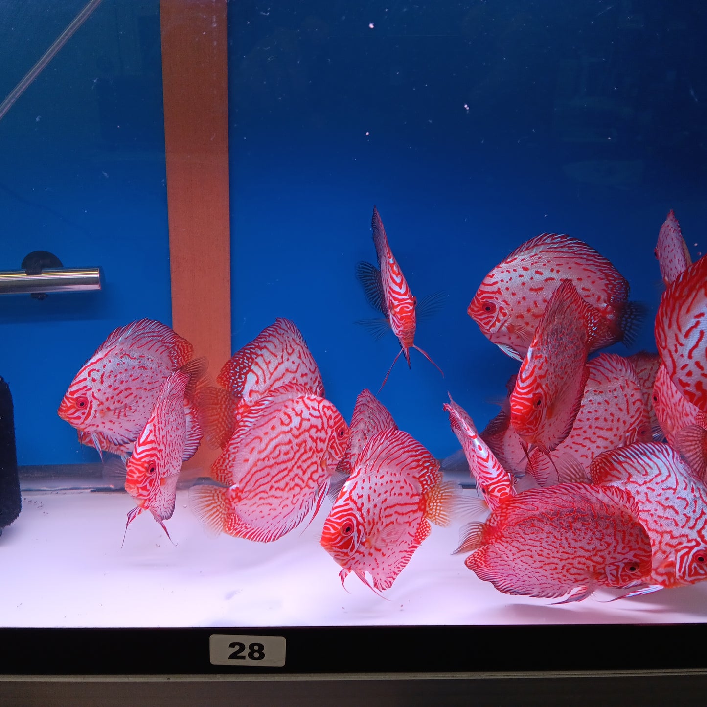 Discus Pigeon Blood