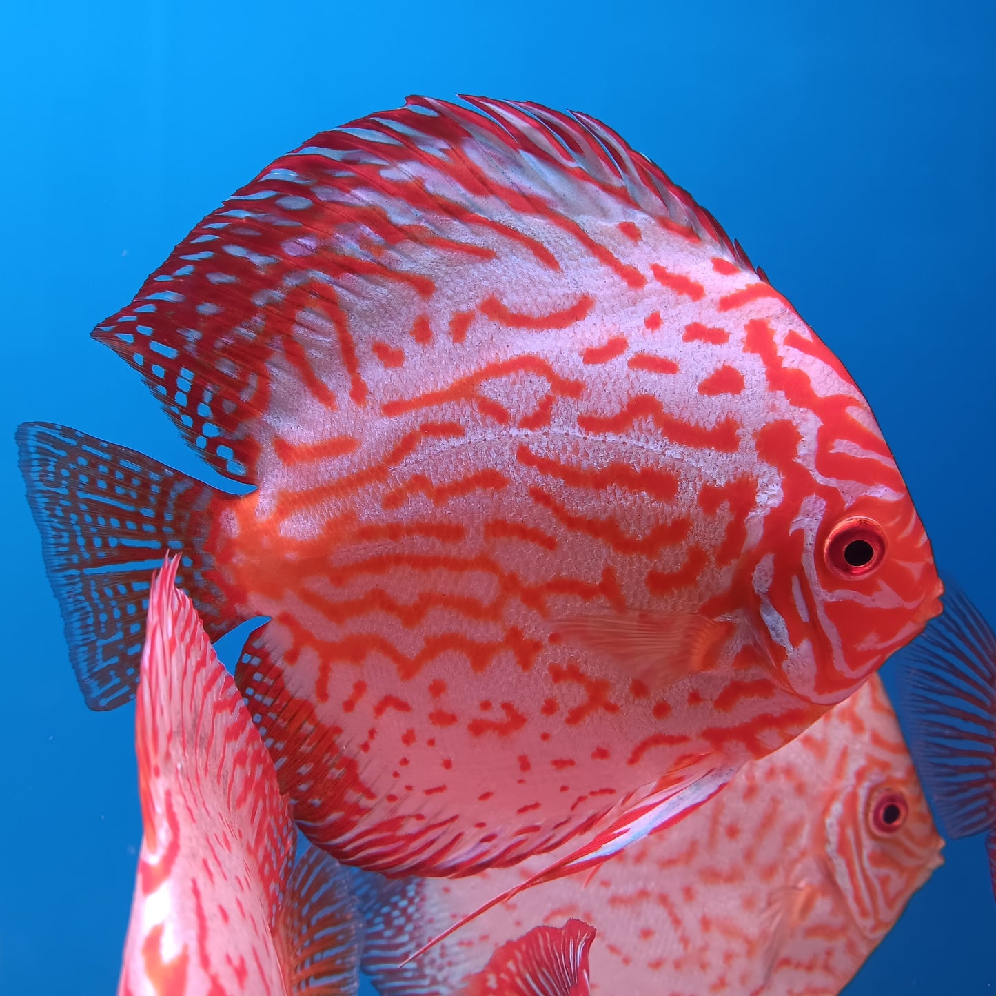 A Breeder package 5" Pigeon Blood, get 5 fish for the price of 4