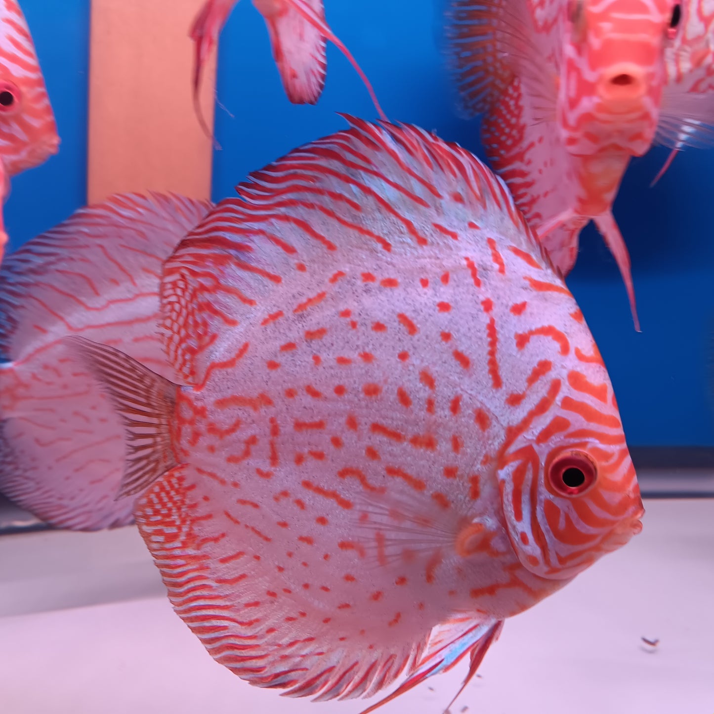 A Breeder package 5" Pigeon Blood, get 5 fish for the price of 4