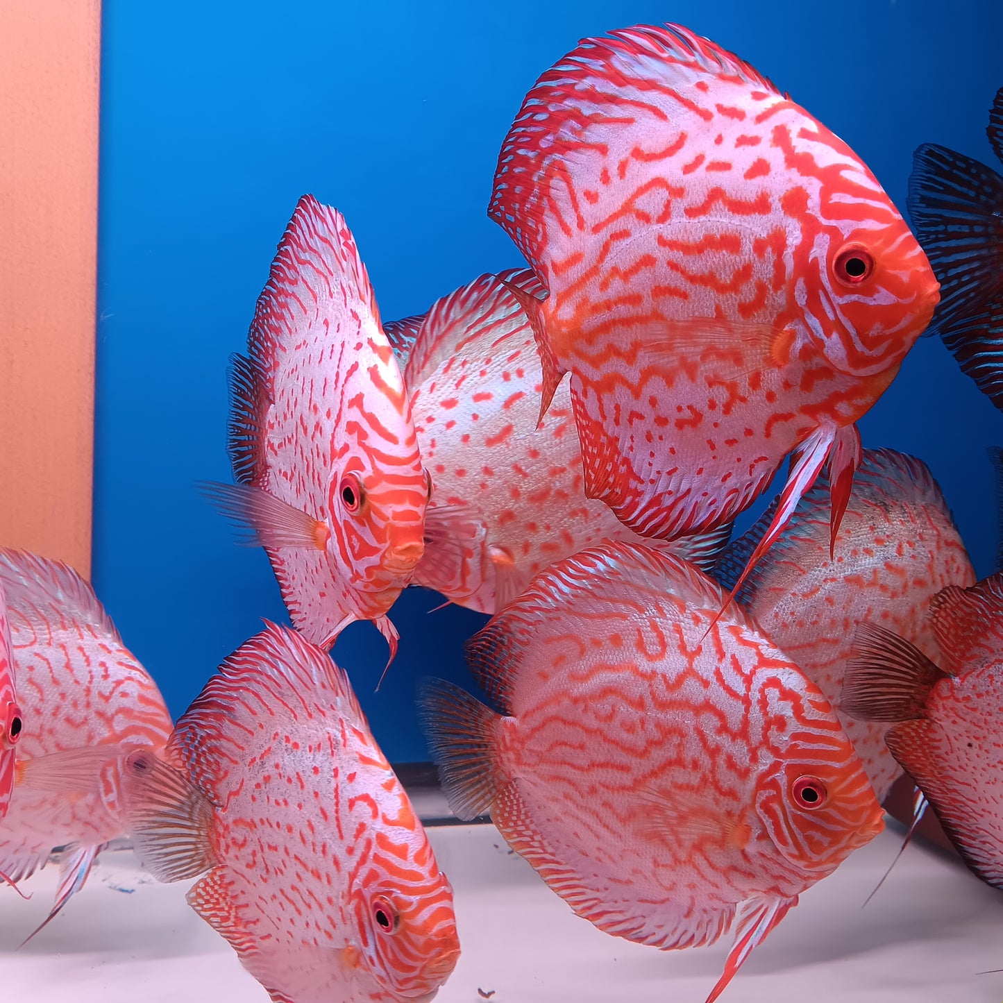 A Breeder package 5" Pigeon Blood, get 5 fish for the price of 4