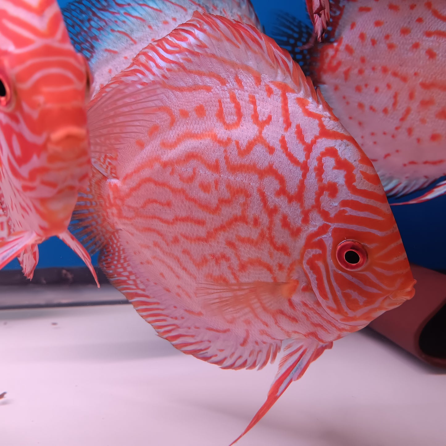 Discus Pigeon Blood