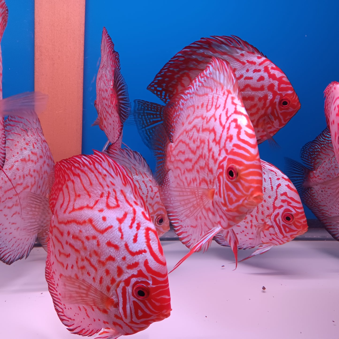 Discus Pigeon Blood