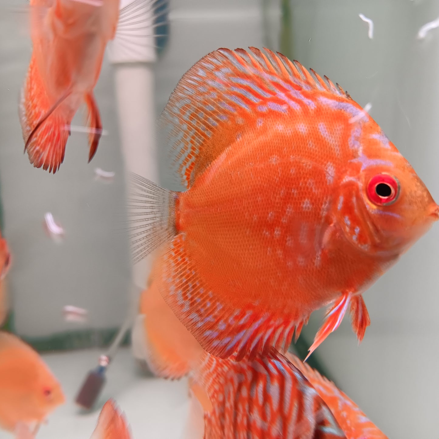Discus Pigeon Blood