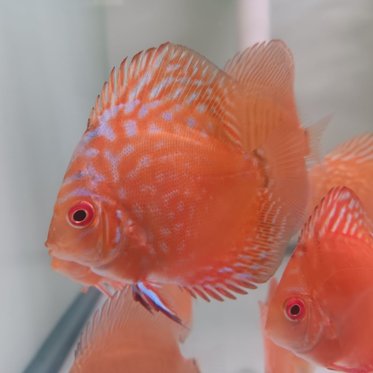 Discus Pigeon Blood
