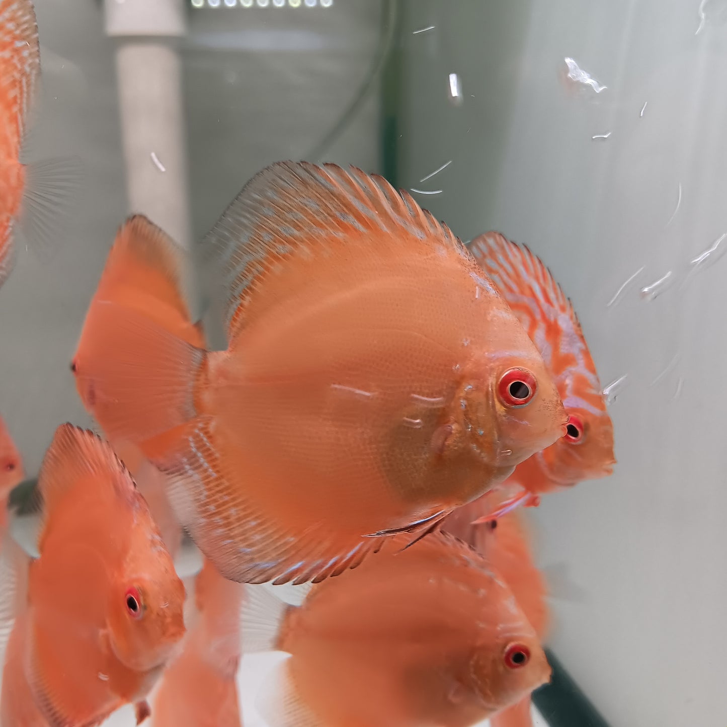 Discus Pigeon Blood