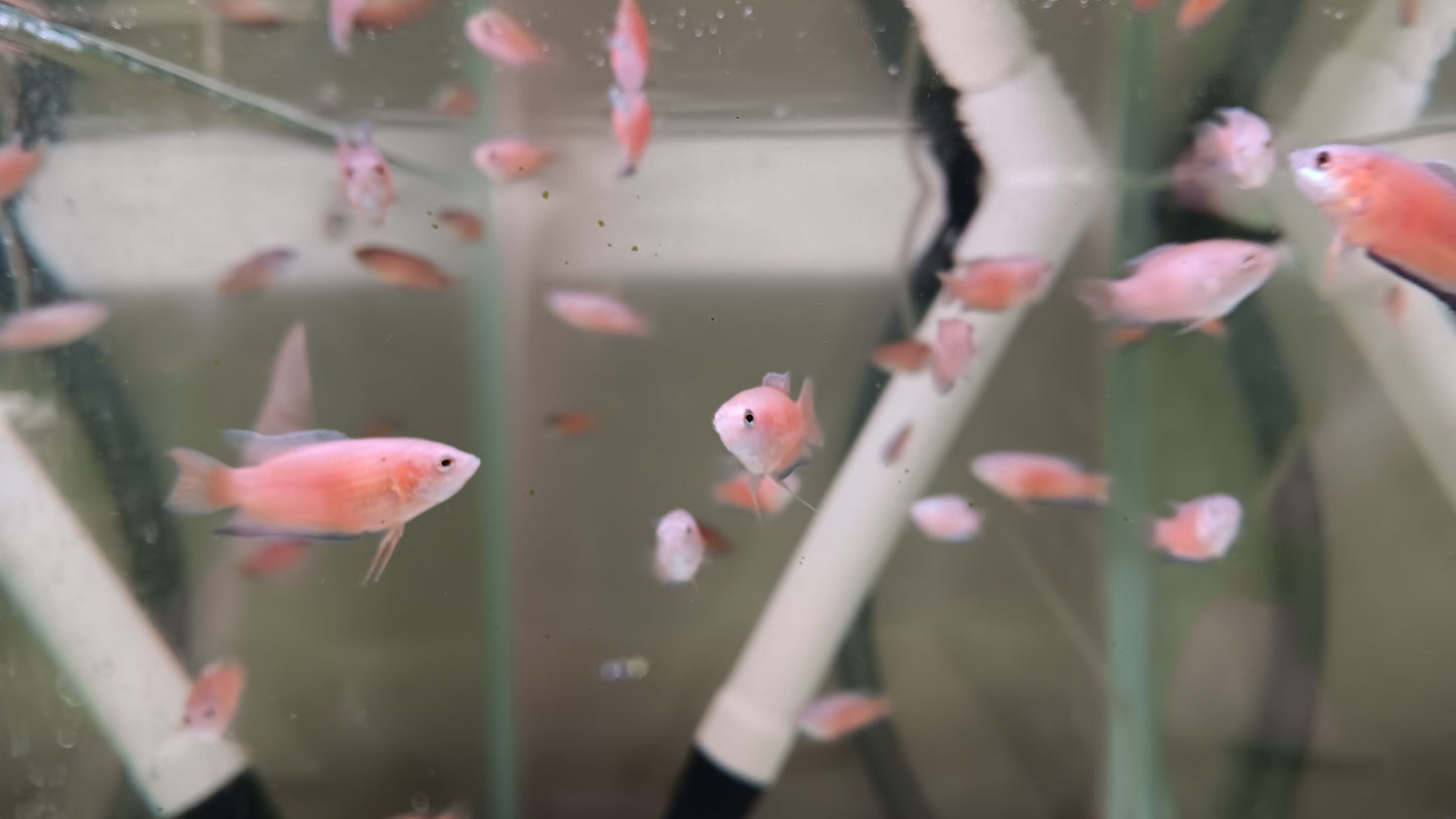 Blue Flame Paradise Gourami