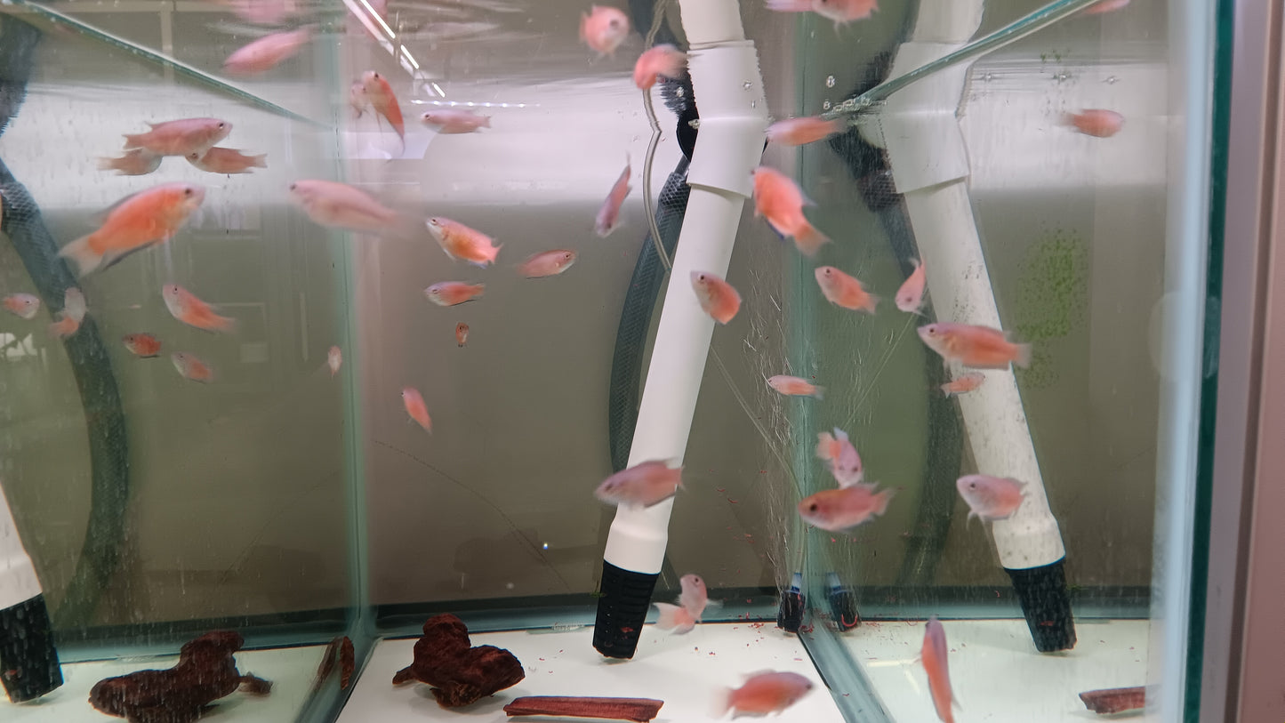 Blue Flame Paradise Gourami