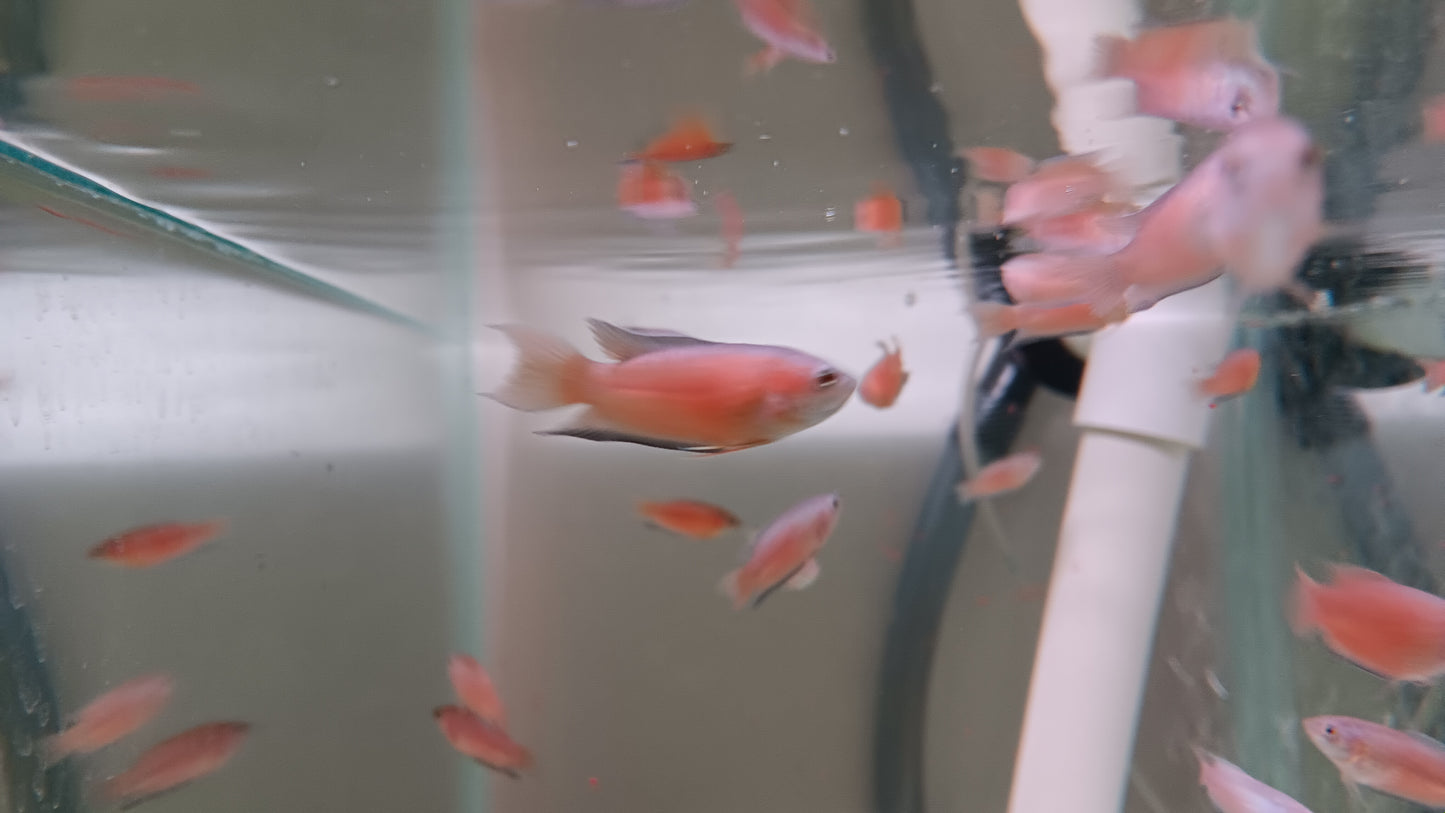 Blue Flame Paradise Gourami