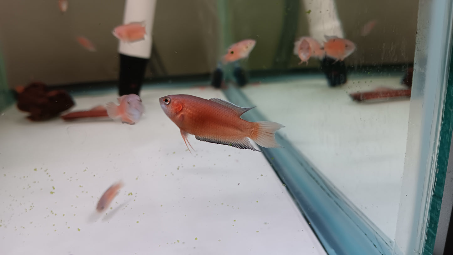 Blue Flame Paradise Gourami