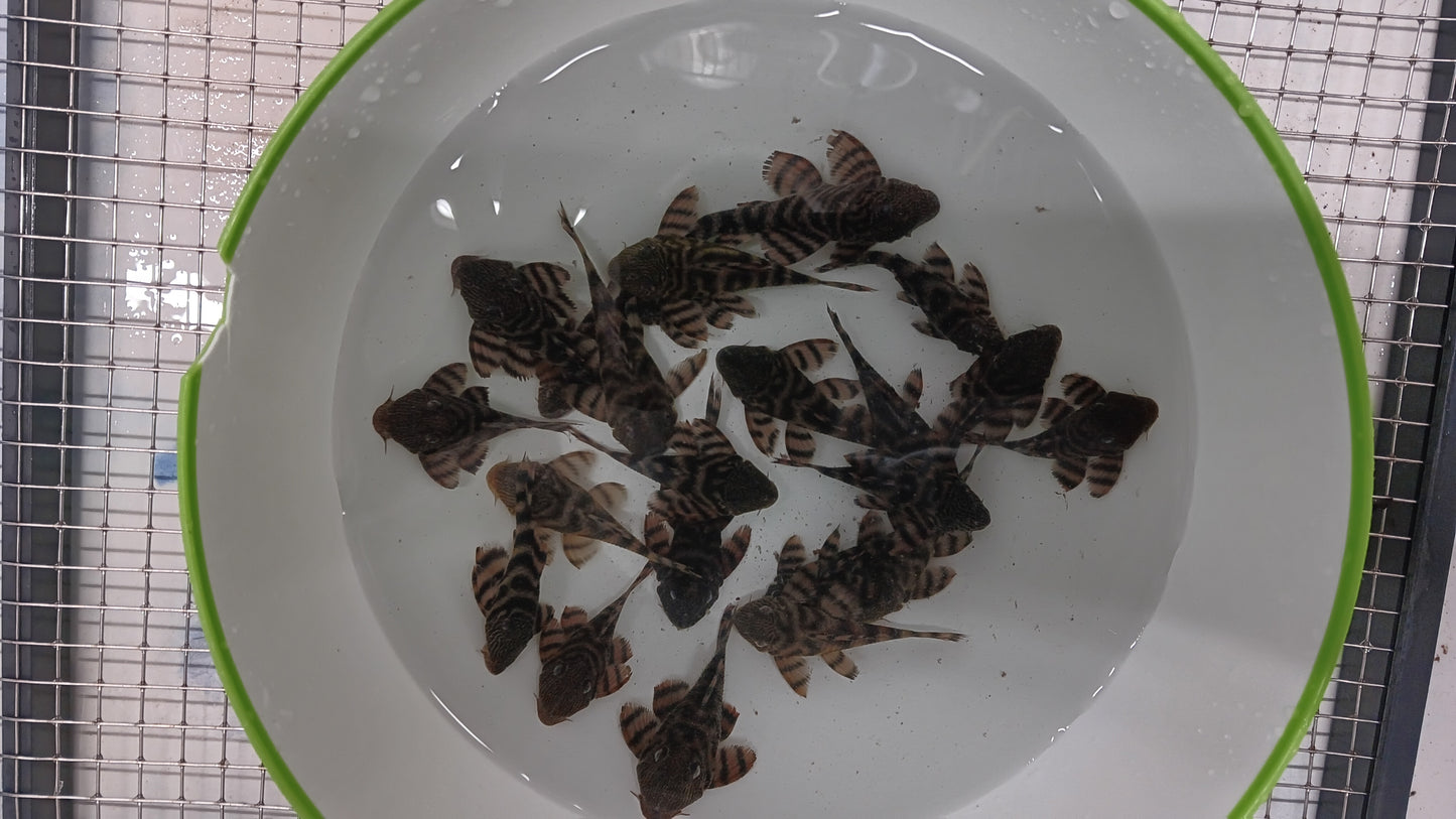 Alenquer Tiger Pleco L397