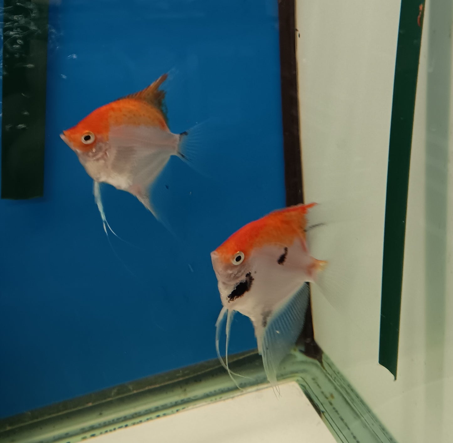 1 Adult Koi Angel fish