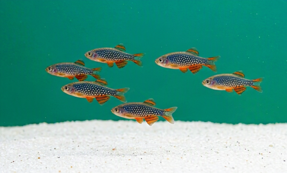 10 Celestial Pearl Danio