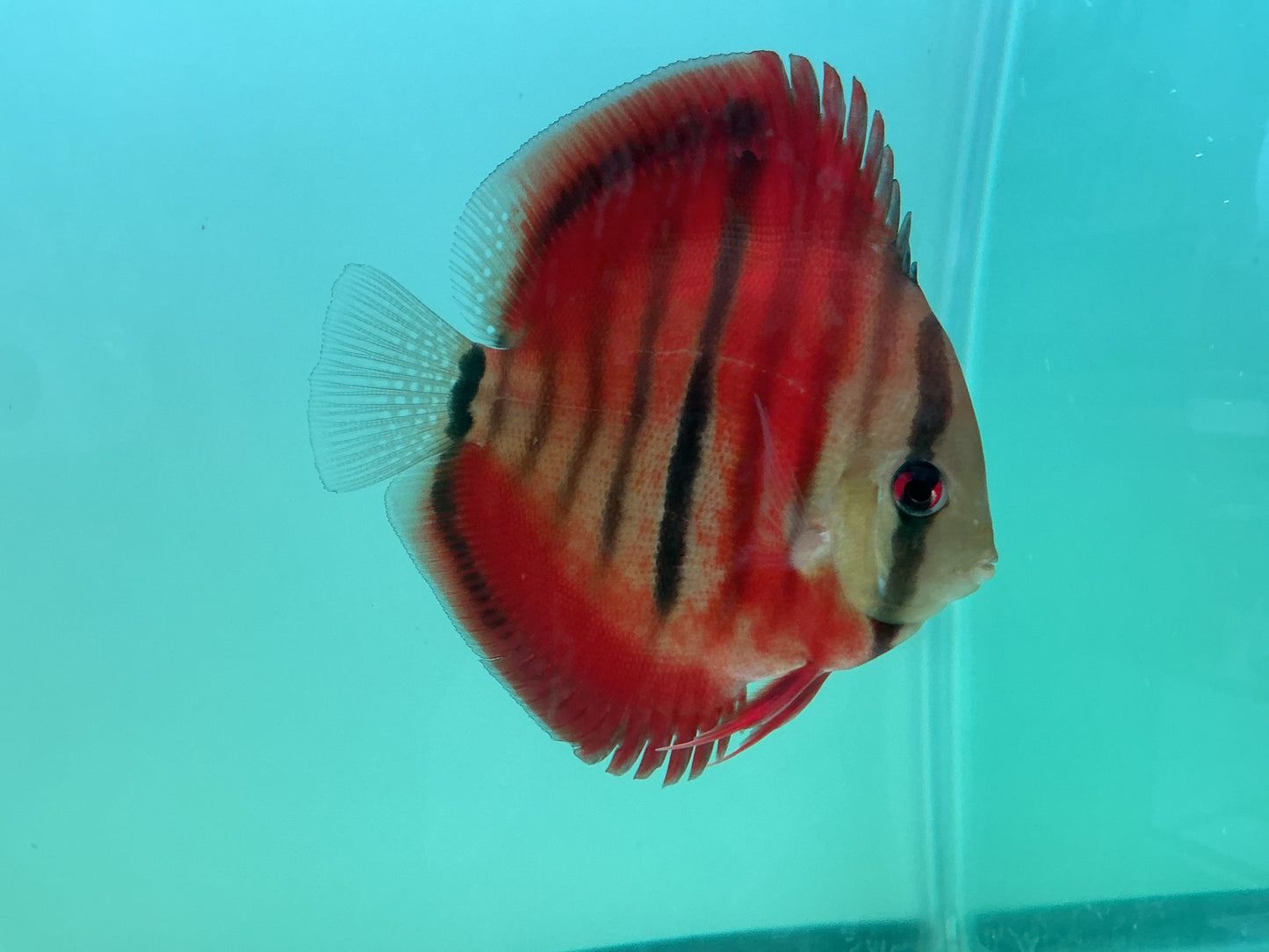 Discus Red Cover Ica
