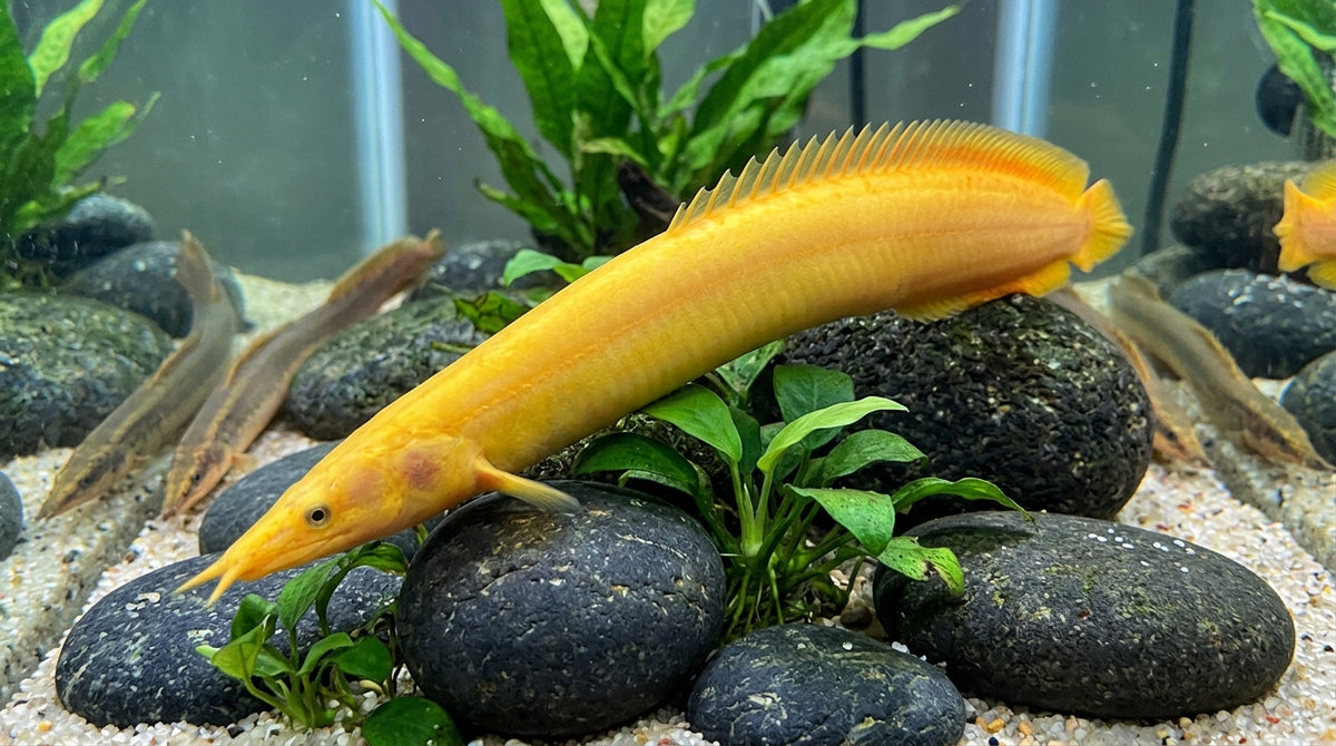 1 Xanthic Fire eel