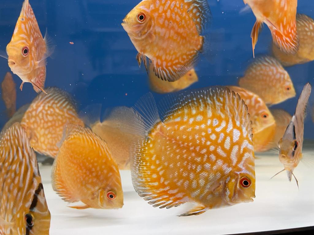 Discus Pigeon Blood