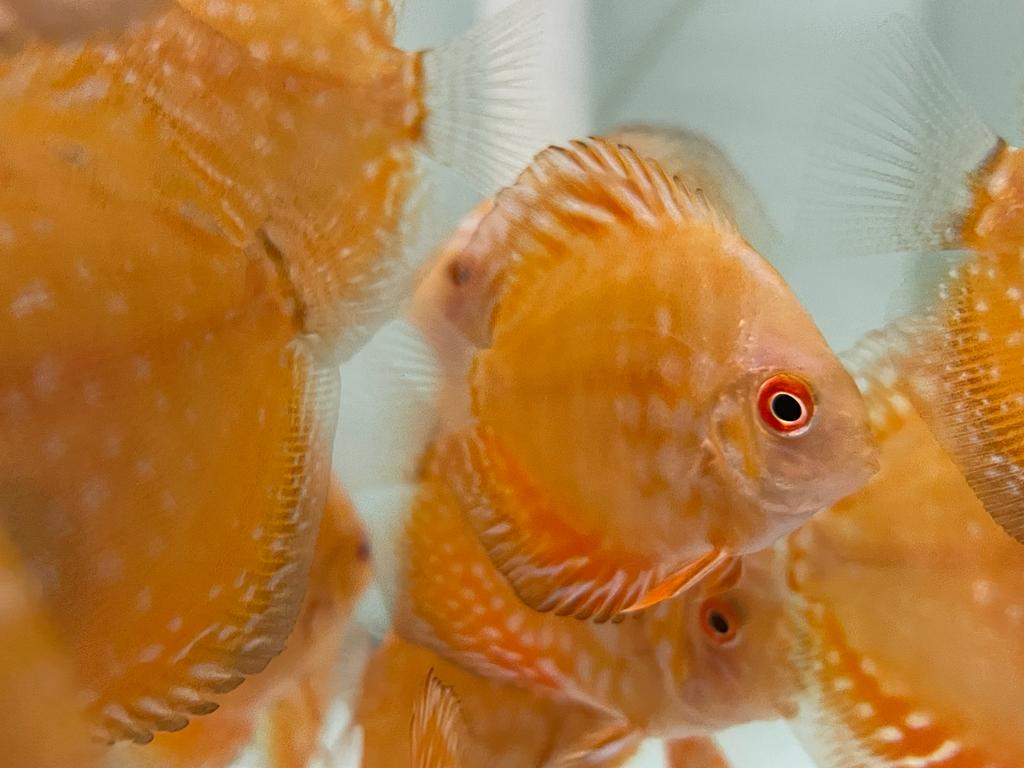 Discus Pigeon Blood