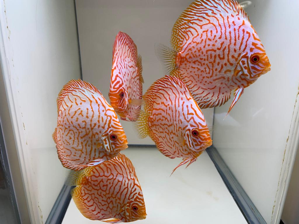 5 pigeon Blood discus 5+" package