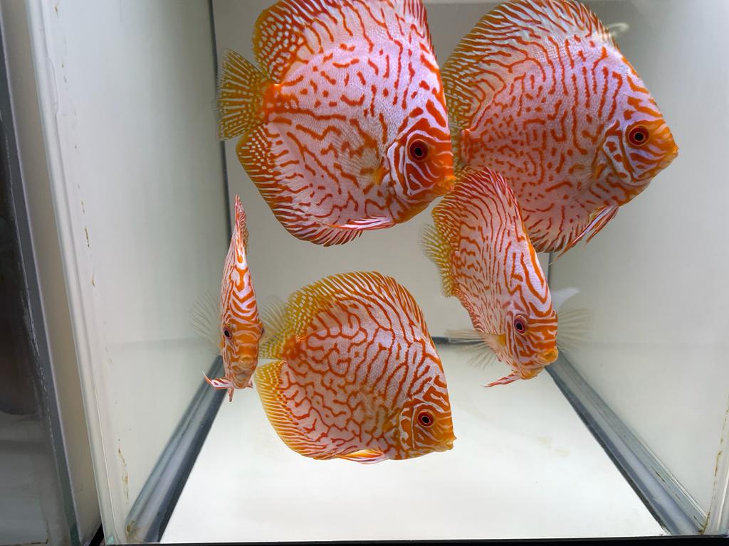 Discus Pigeon Blood
