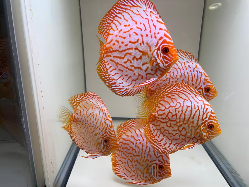 Discus Pigeon Blood