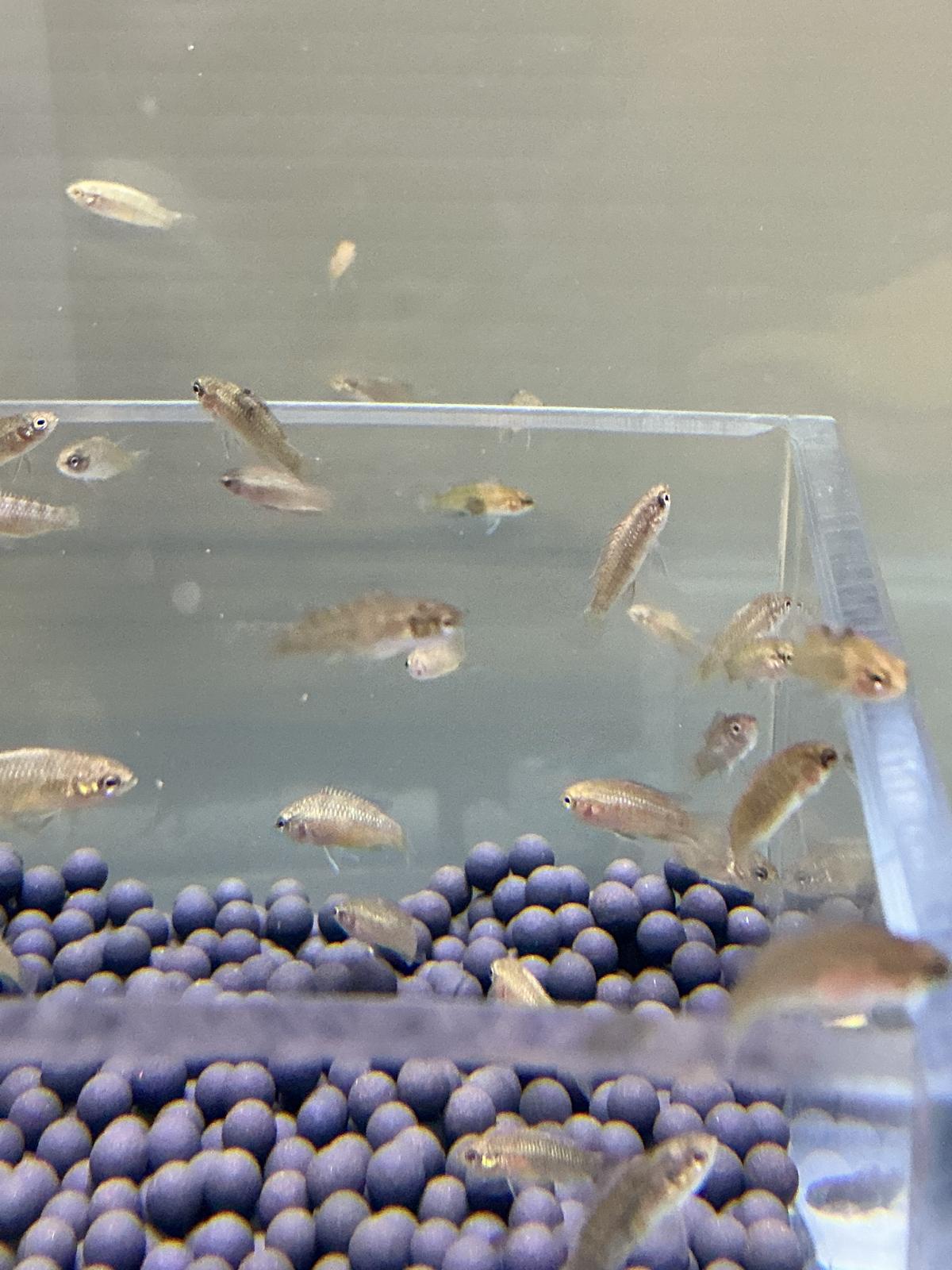 1 Scarlet Badis trio