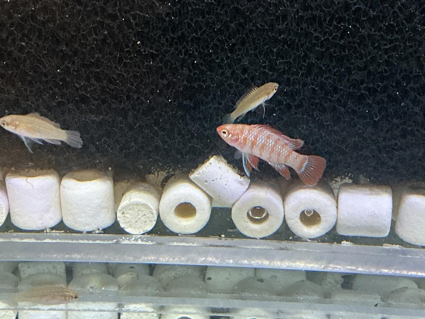 1 Red Scarlet Badis pair