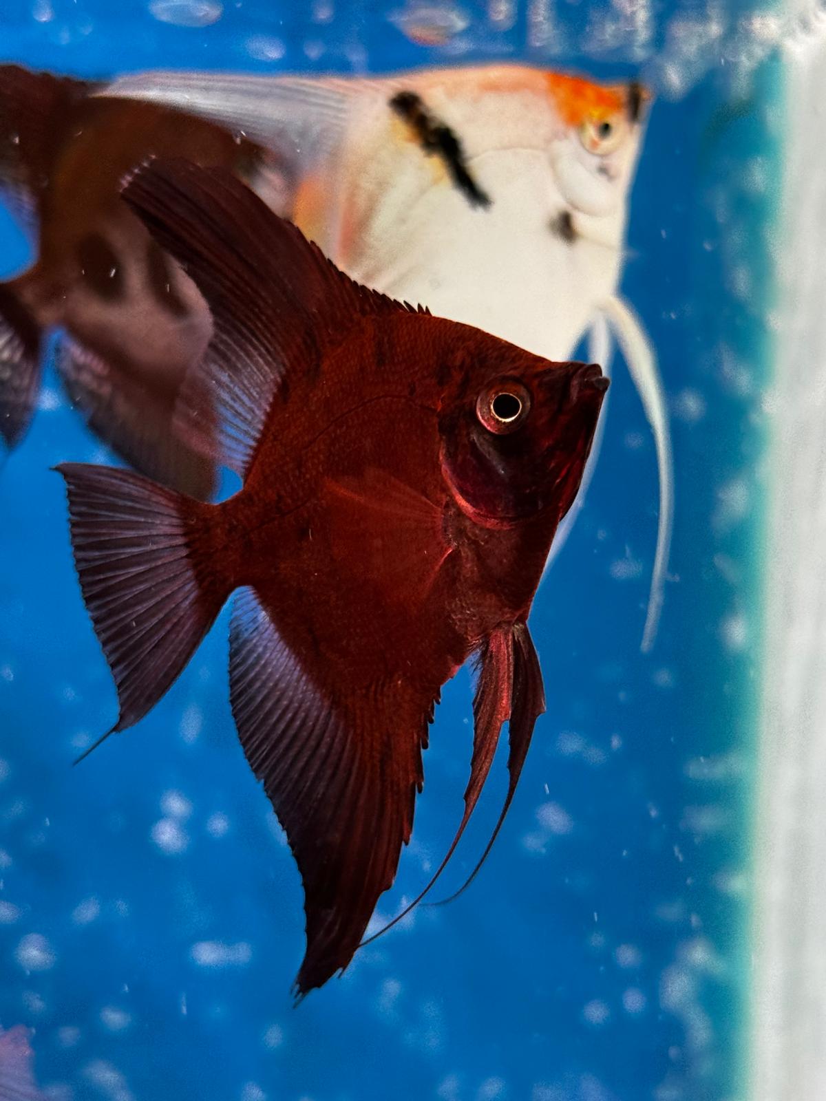 1 Red Dragon Angel fish
