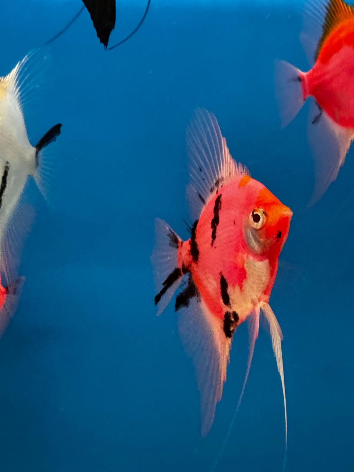 Proven breeding pair of Neo Red / Black Angelfish.