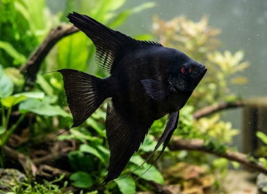 1 Adult Black Angel fish
