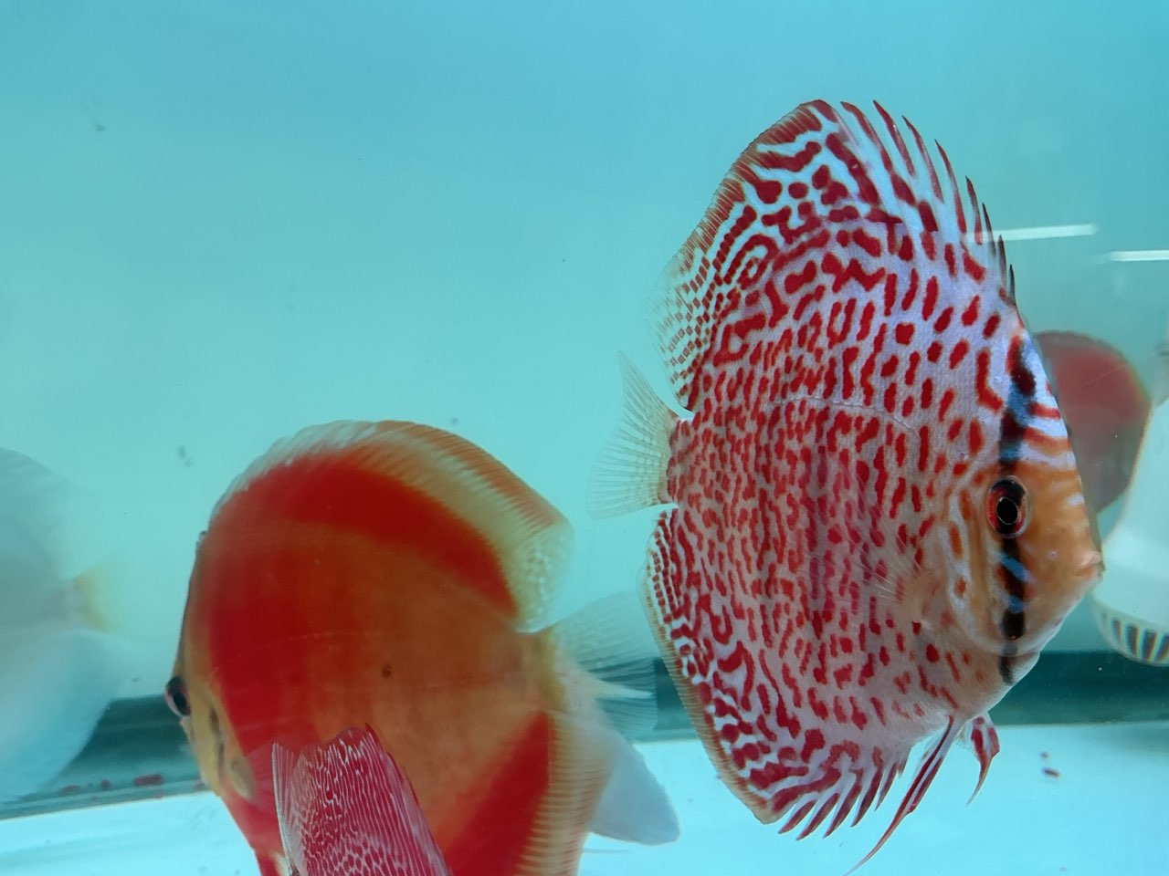 Discus Spotted Leopard