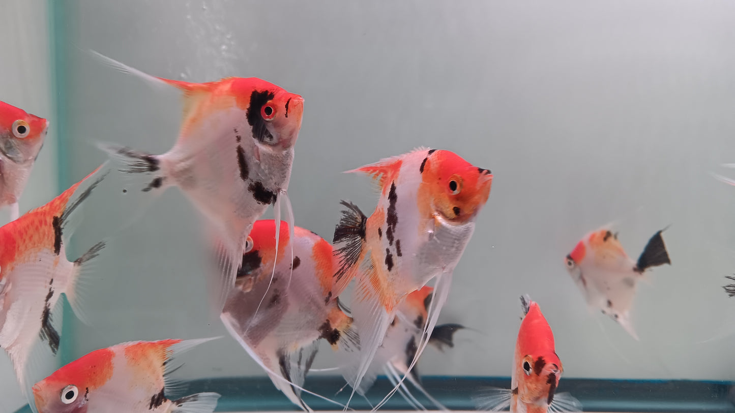 1 Adult Koi Angel fish