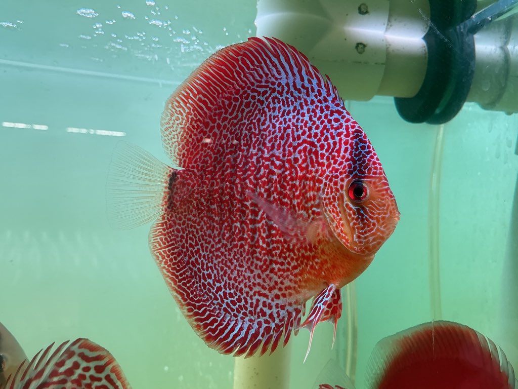 Discus Face Spotted Eruption