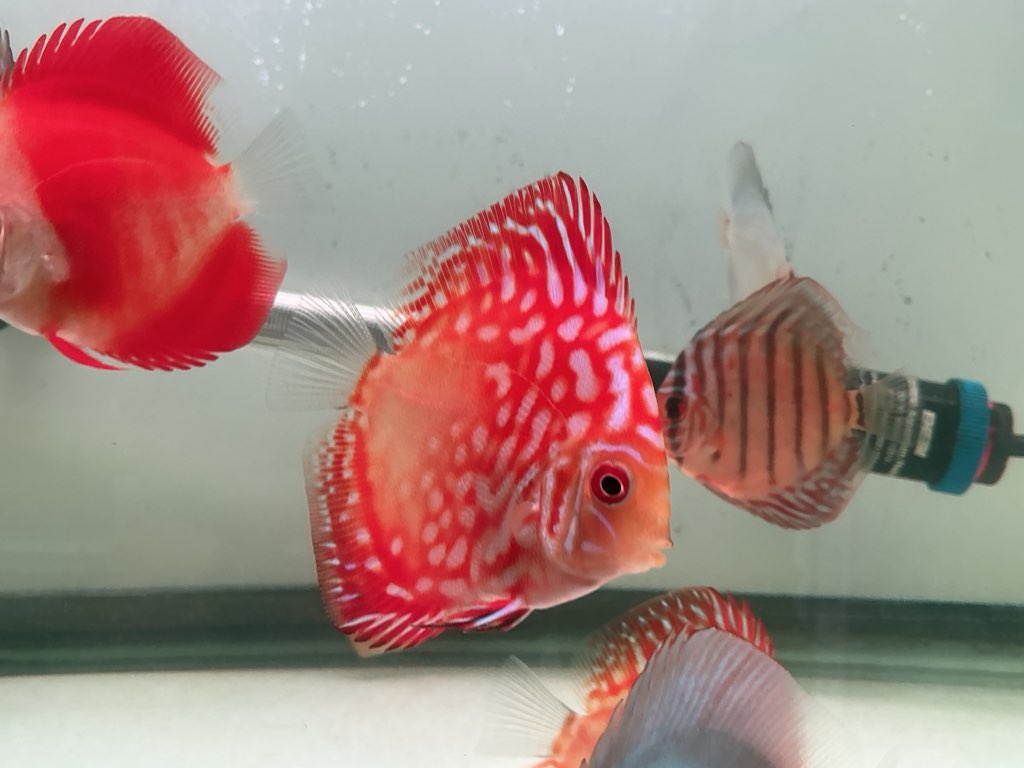 Discus Red Panda