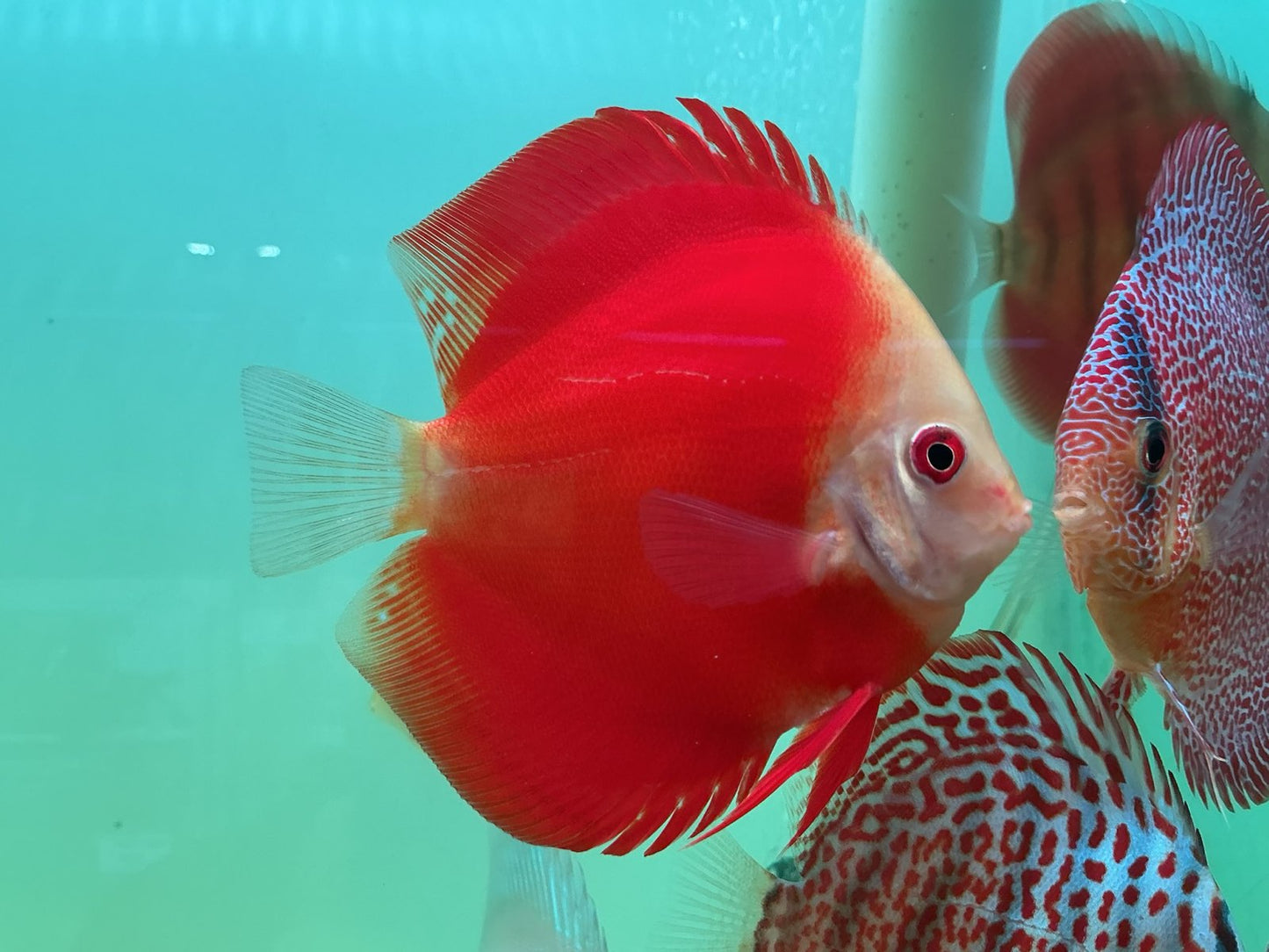 Discus Red Scarlet
