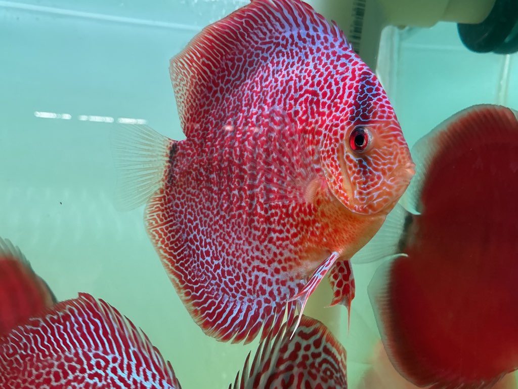 Discus Face Spotted Eruption