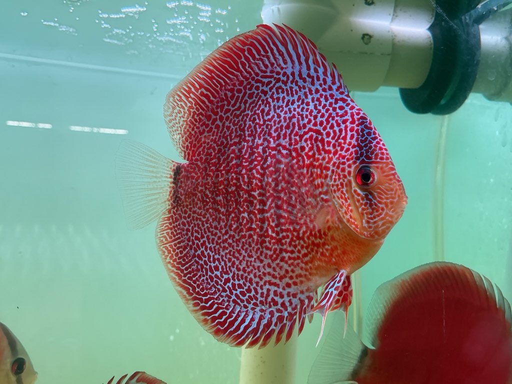 Discus Face Spotted Eruption